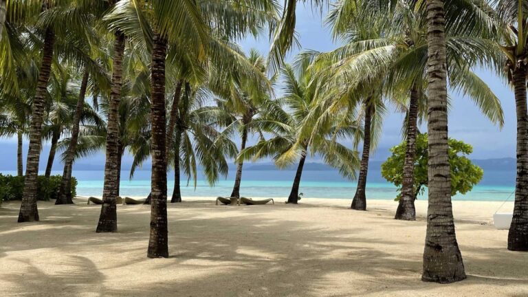 Coconut trees at Banwa Private Island